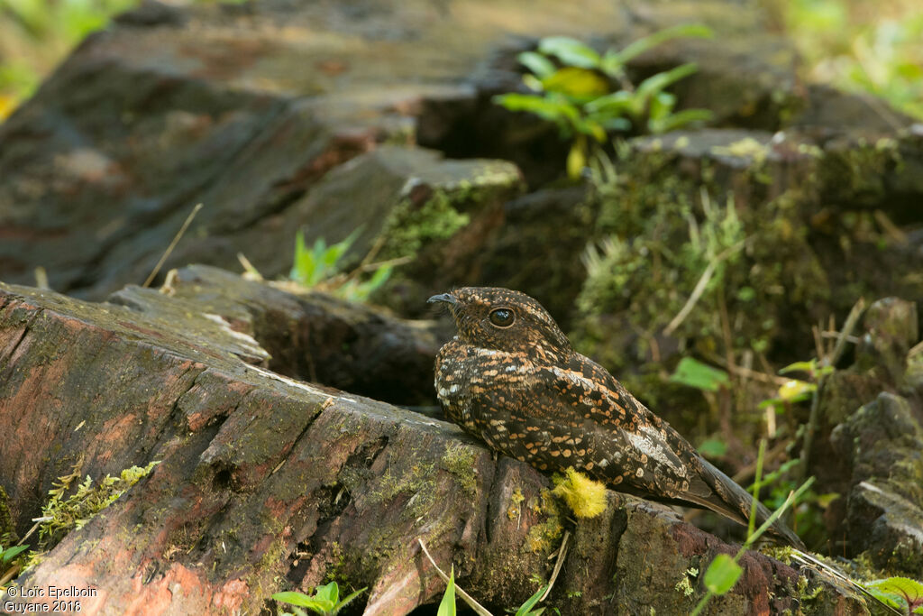 Blackish Nightjar