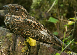 Blackish Nightjar