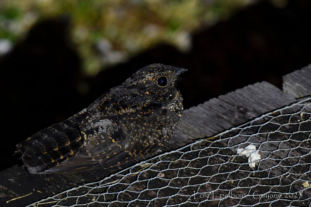 Blackish Nightjar