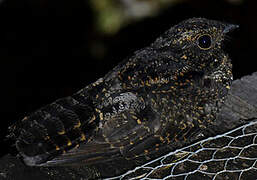 Blackish Nightjar