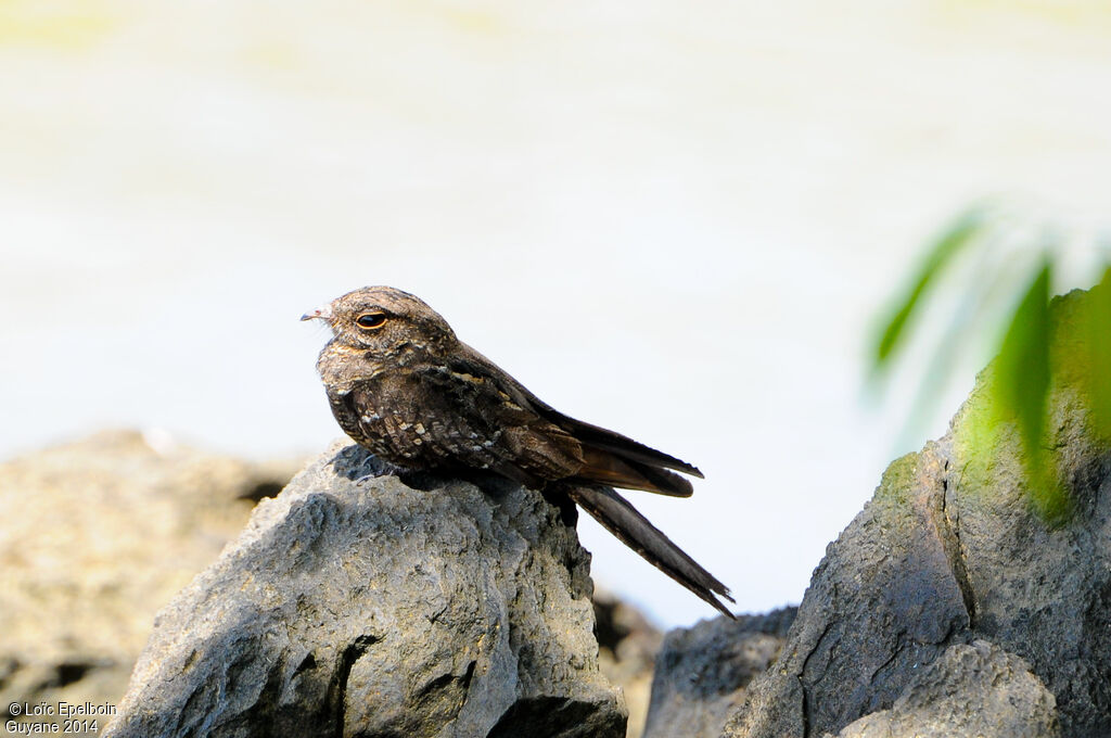 Ladder-tailed Nightjar