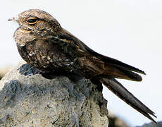 Ladder-tailed Nightjar