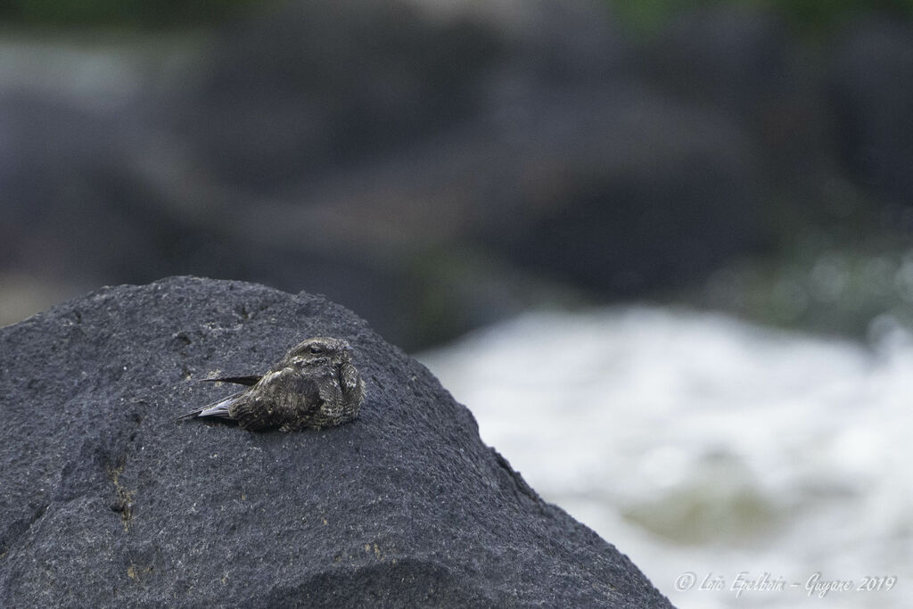 Ladder-tailed Nightjar