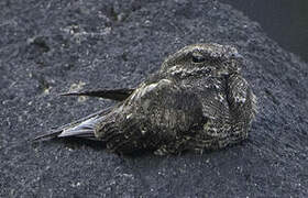 Ladder-tailed Nightjar