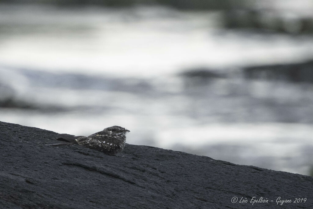 Ladder-tailed Nightjar