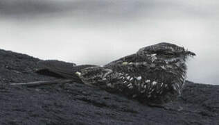 Ladder-tailed Nightjar