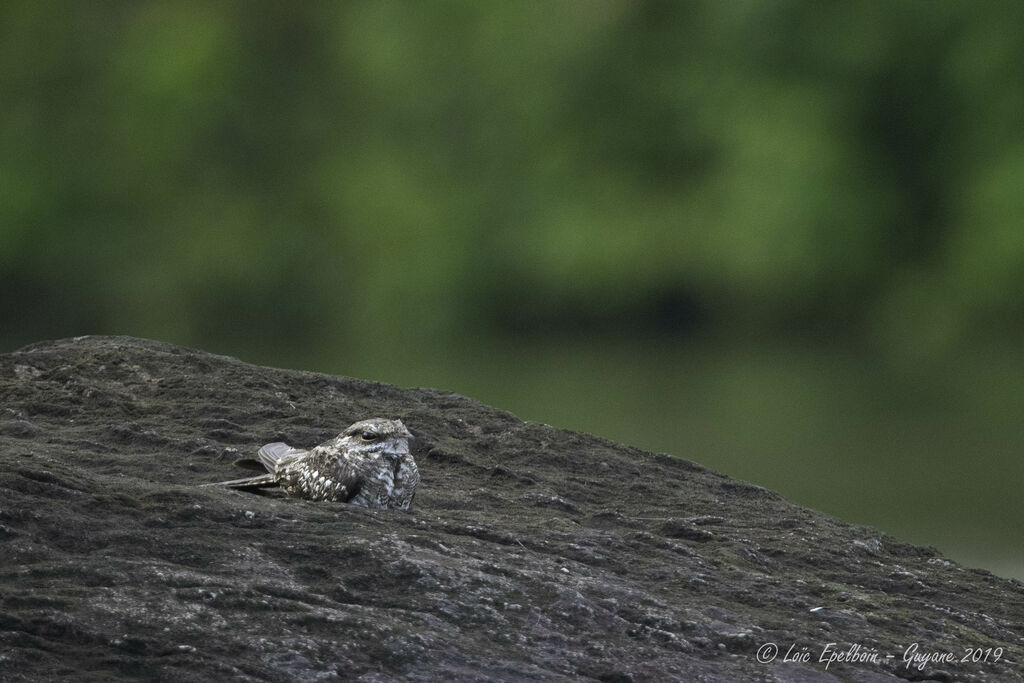 Ladder-tailed Nightjar