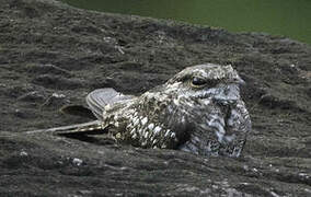 Ladder-tailed Nightjar