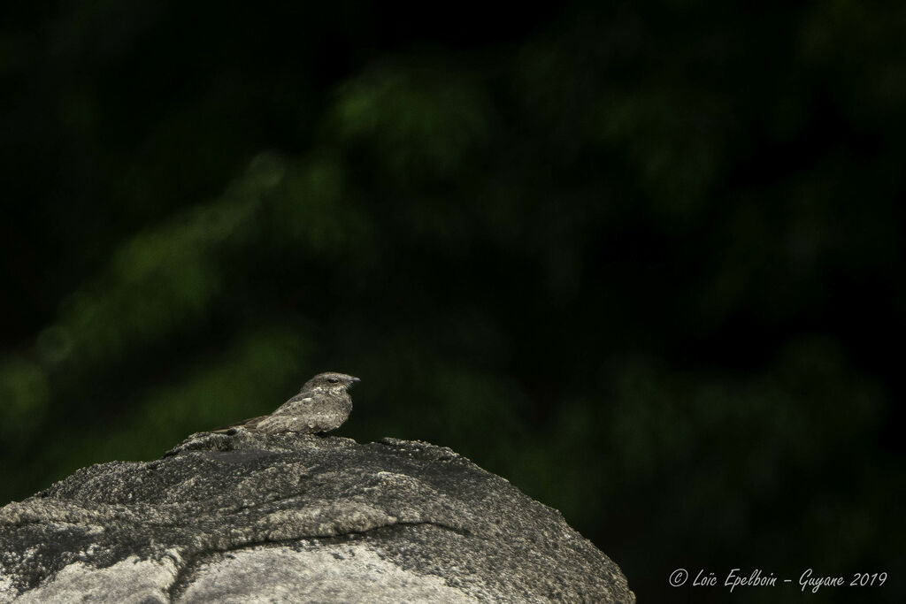 Ladder-tailed Nightjar