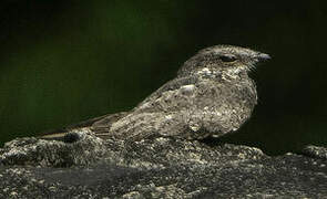 Ladder-tailed Nightjar