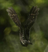 Ladder-tailed Nightjar