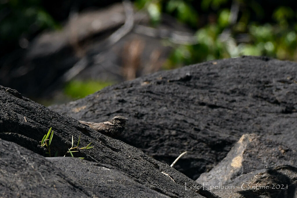 Ladder-tailed Nightjar