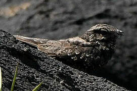 Ladder-tailed Nightjar