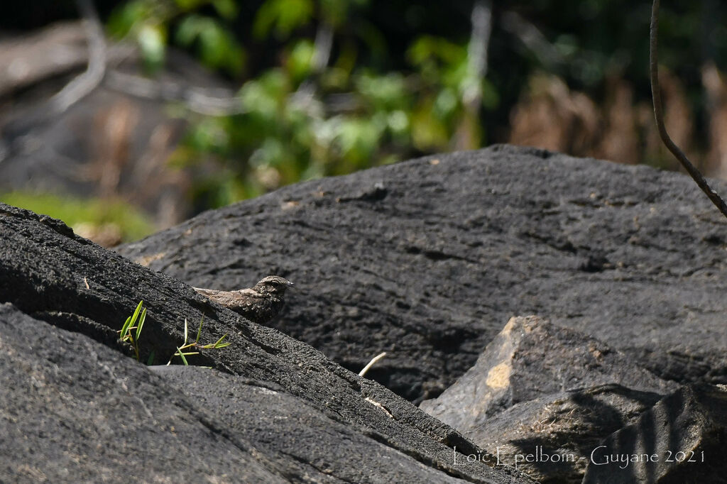 Ladder-tailed Nightjar