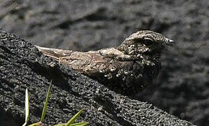 Ladder-tailed Nightjar