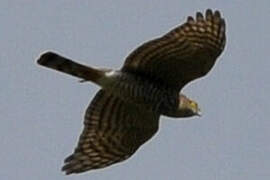 Eurasian Sparrowhawk