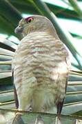 Frances's Sparrowhawk