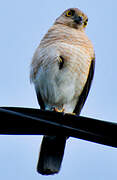 Frances's Sparrowhawk