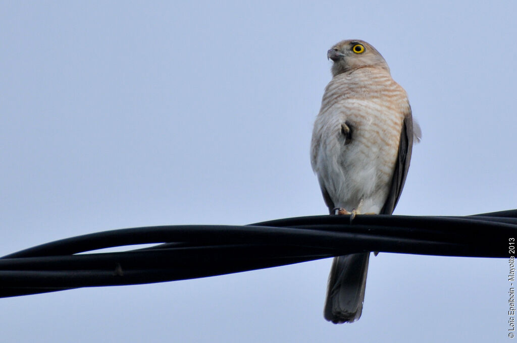 Frances's Sparrowhawk