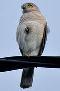 Frances's Sparrowhawk