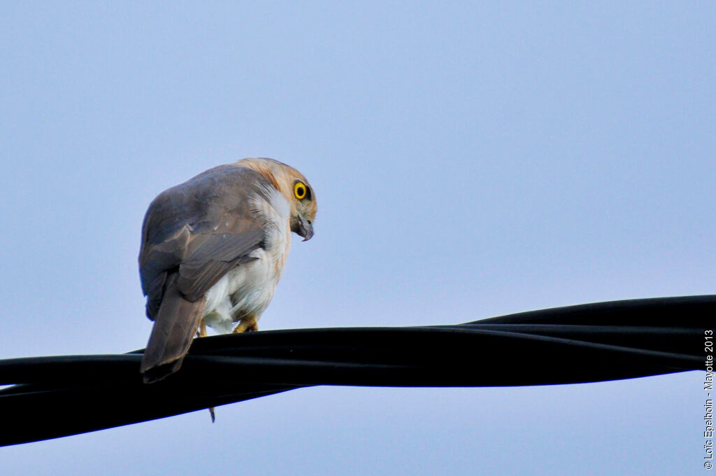 Frances's Sparrowhawk