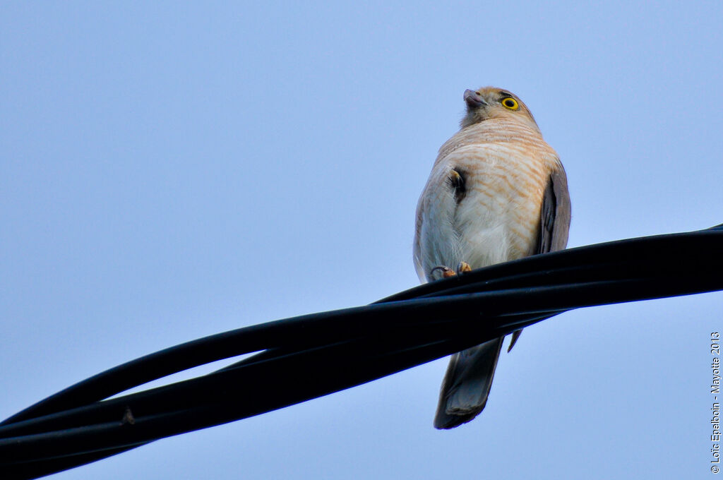 Frances's Sparrowhawk