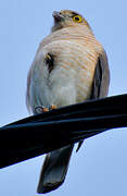 Frances's Sparrowhawk