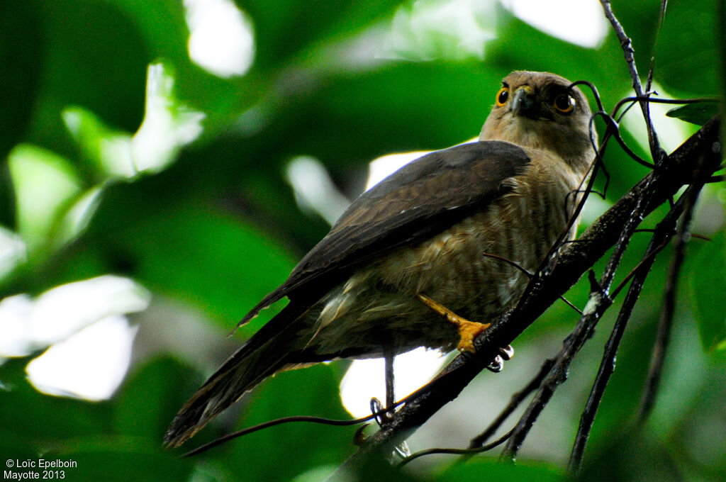 Frances's Sparrowhawk