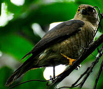 Frances's Sparrowhawk