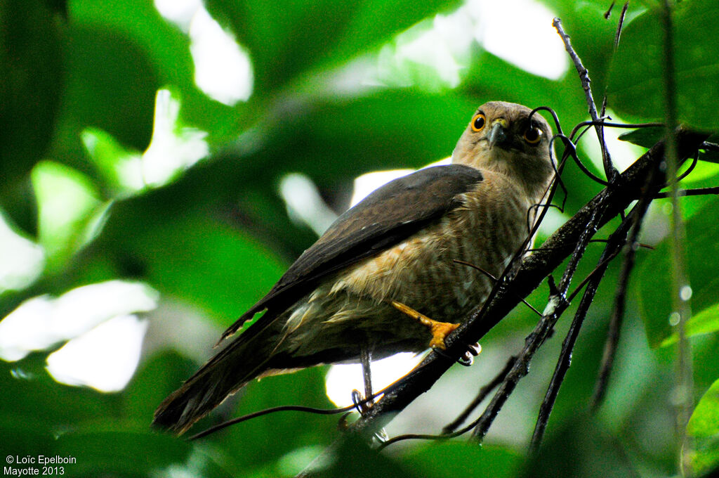 Frances's Sparrowhawk