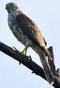 Shikra