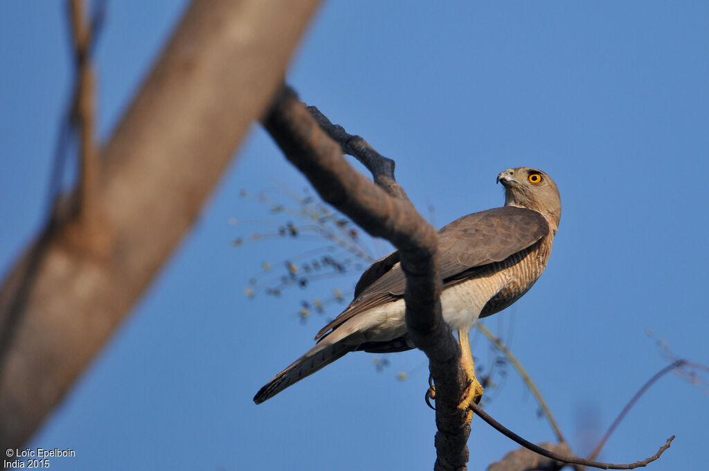 Shikra