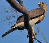 Shikra