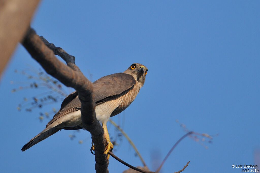 Shikra