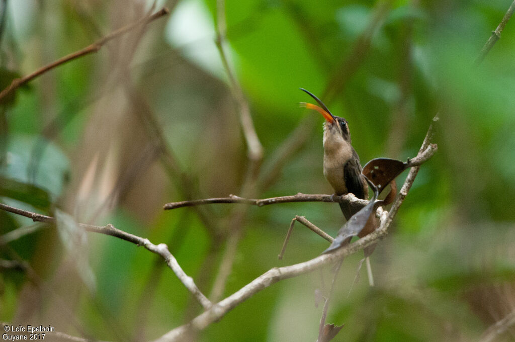 Long-tailed Hermit