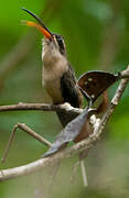 Long-tailed Hermit