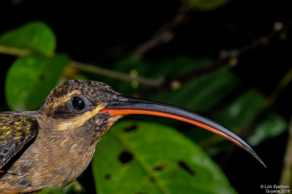 Great-billed Hermit