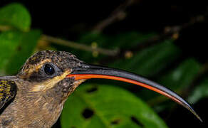 Great-billed Hermit