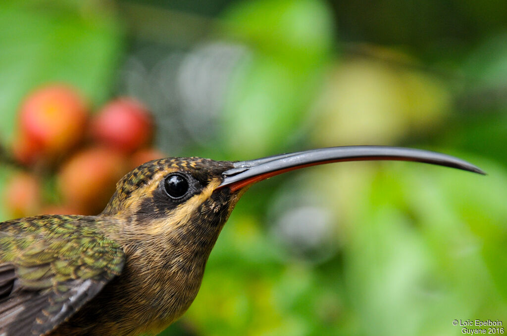 Great-billed Hermit