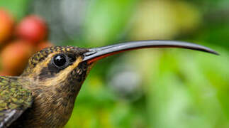 Great-billed Hermit