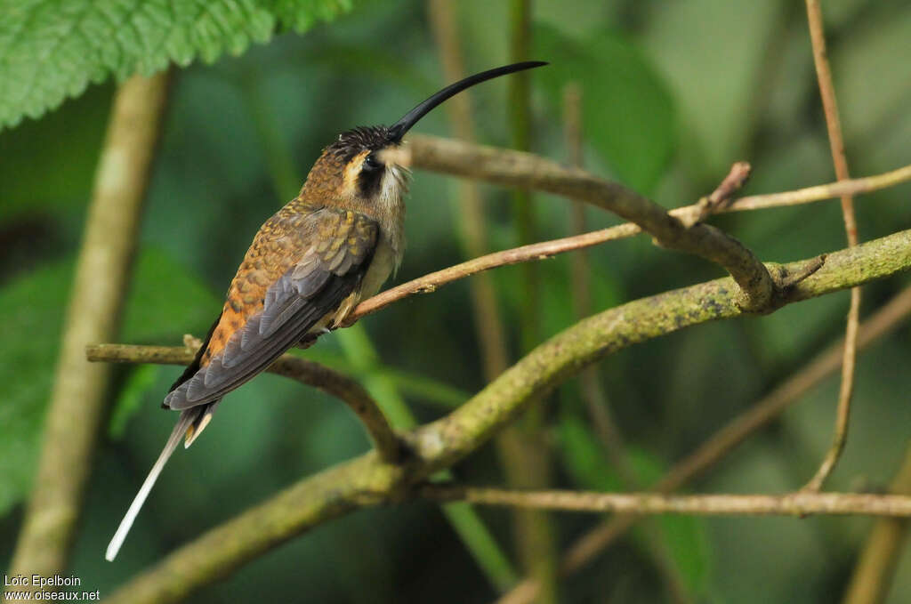 Long-billed Hermitadult, identification