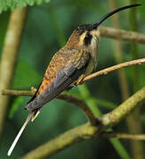 Long-billed Hermit