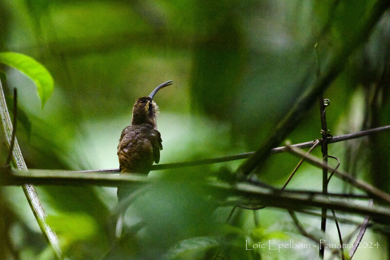 Long-billed Hermit