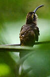 Ermite à longue queue