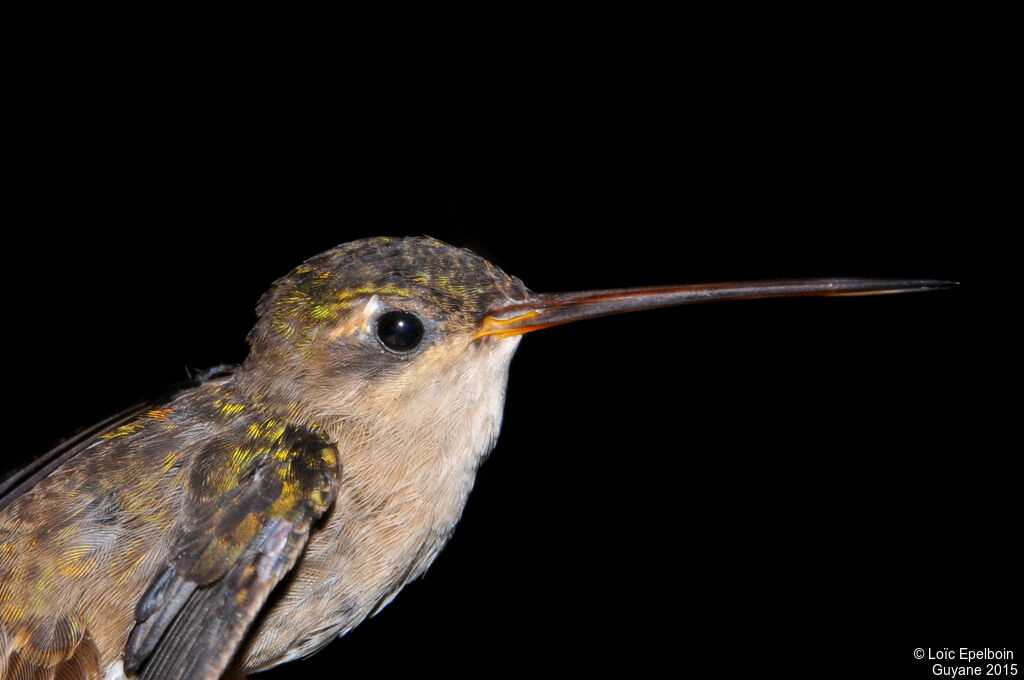 Straight-billed Hermit