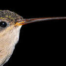 Ermite de Bourcier
