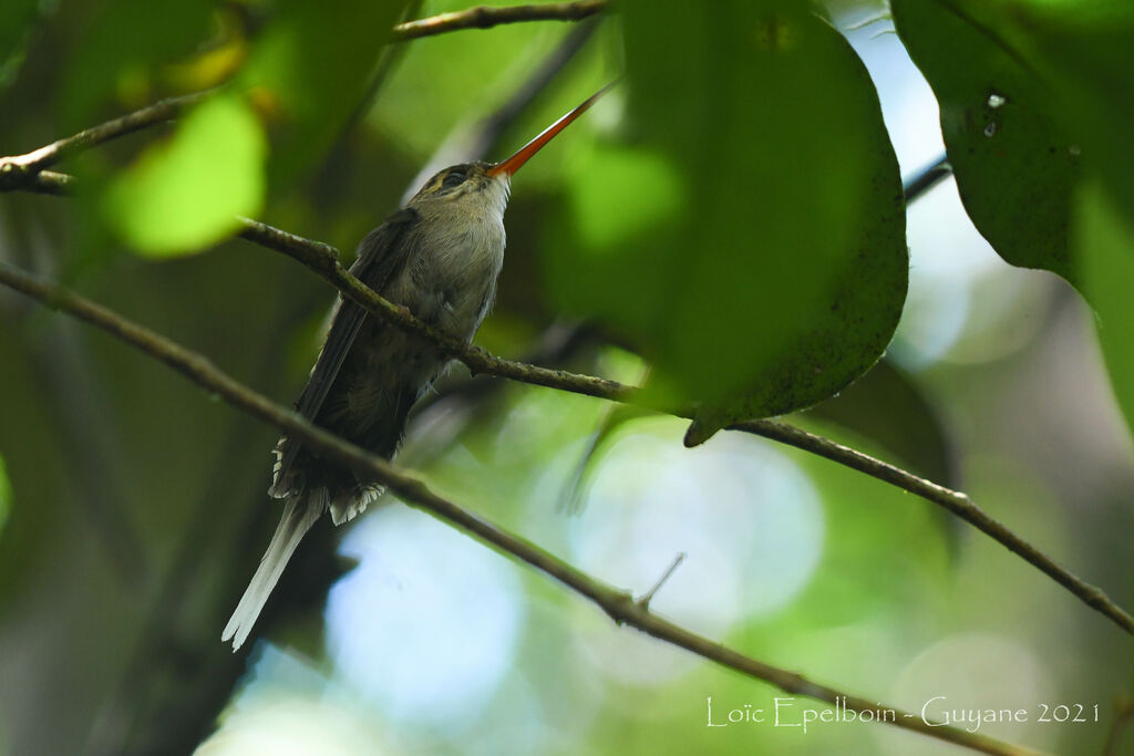 Straight-billed Hermit