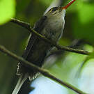 Ermite de Bourcier