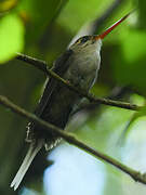 Straight-billed Hermit