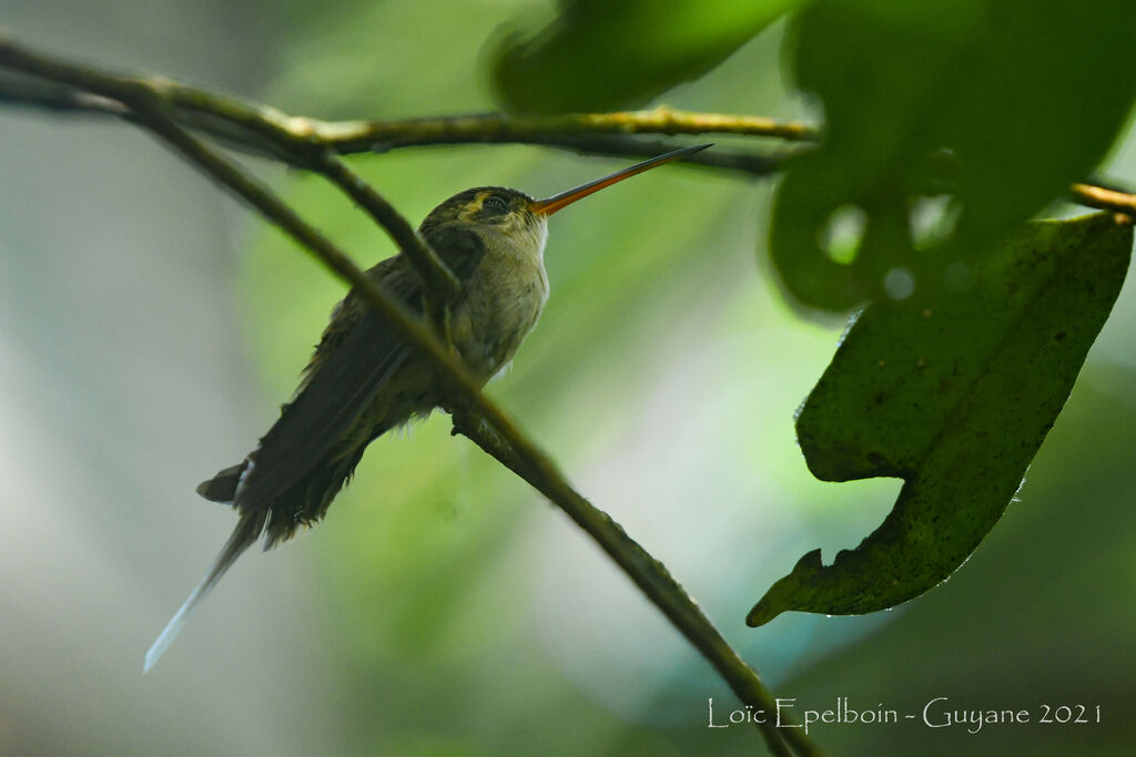 Straight-billed Hermit